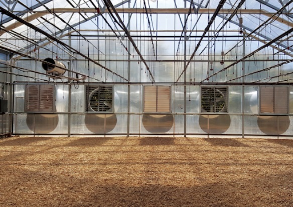 جریان هوا در گلخانه