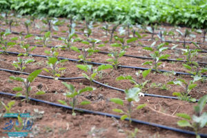 Greenhouse drip irrigation equipment