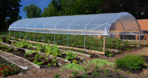 Tunnel greenhouse