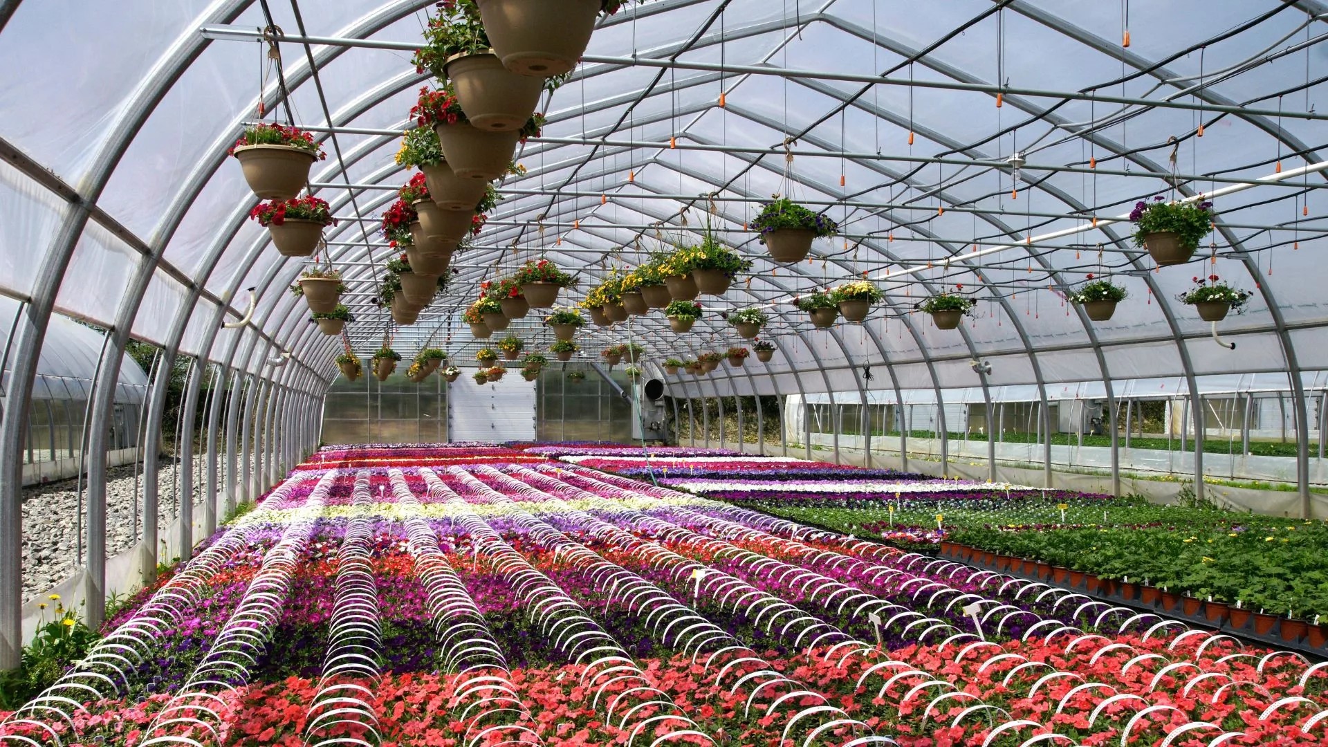 گیاهان زینتی گلخانه