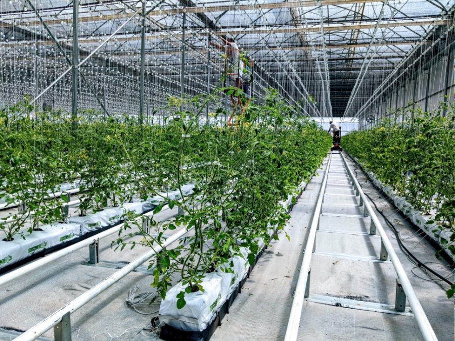 گلخانه طرح فائو