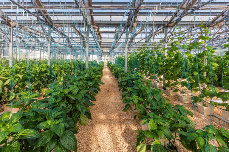 گلخانه طرح فائو