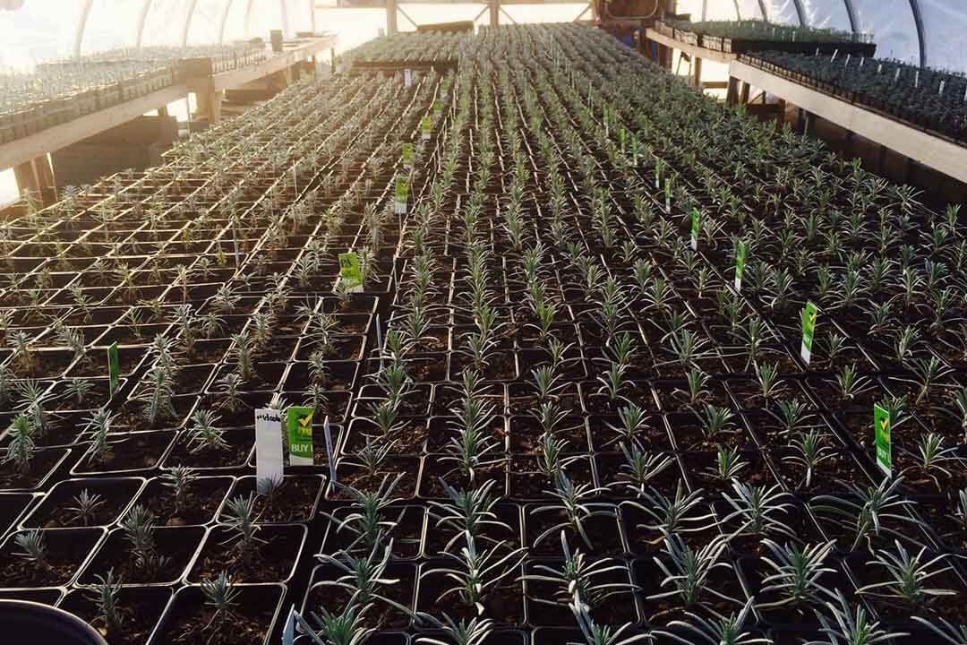 احداث گلخانه گیاهان دارویی و قارچ