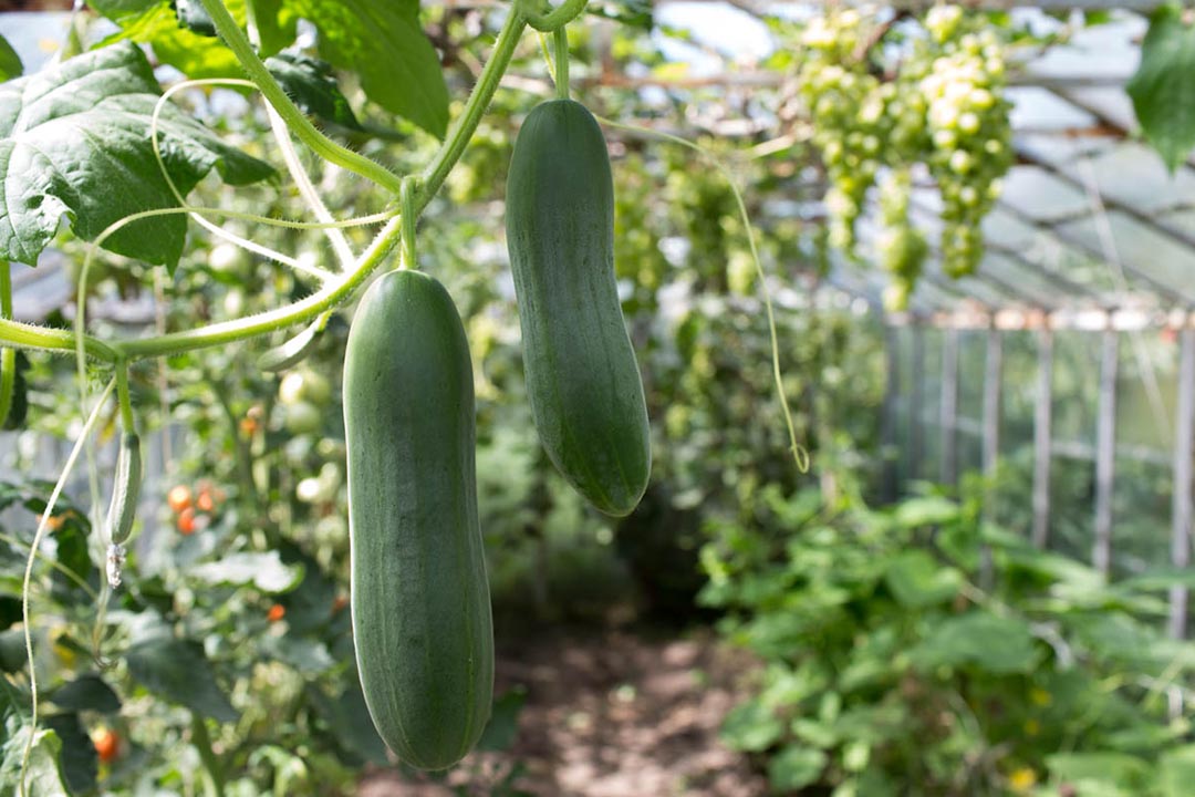 ساخت گلخانه خیار