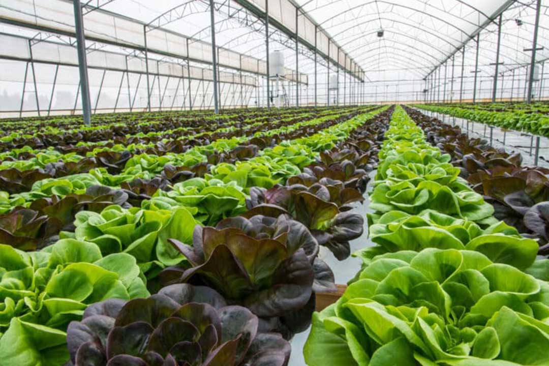 ساخت گلخانه کاهو