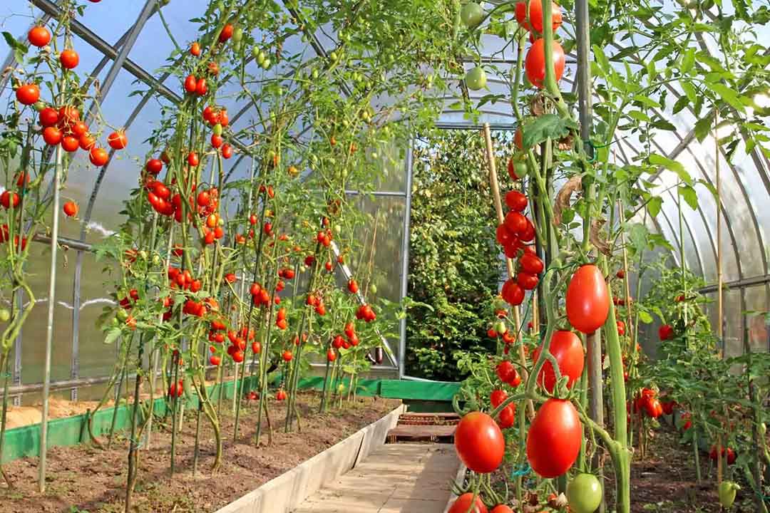 ساخت گلخانه گوجه فرنگی