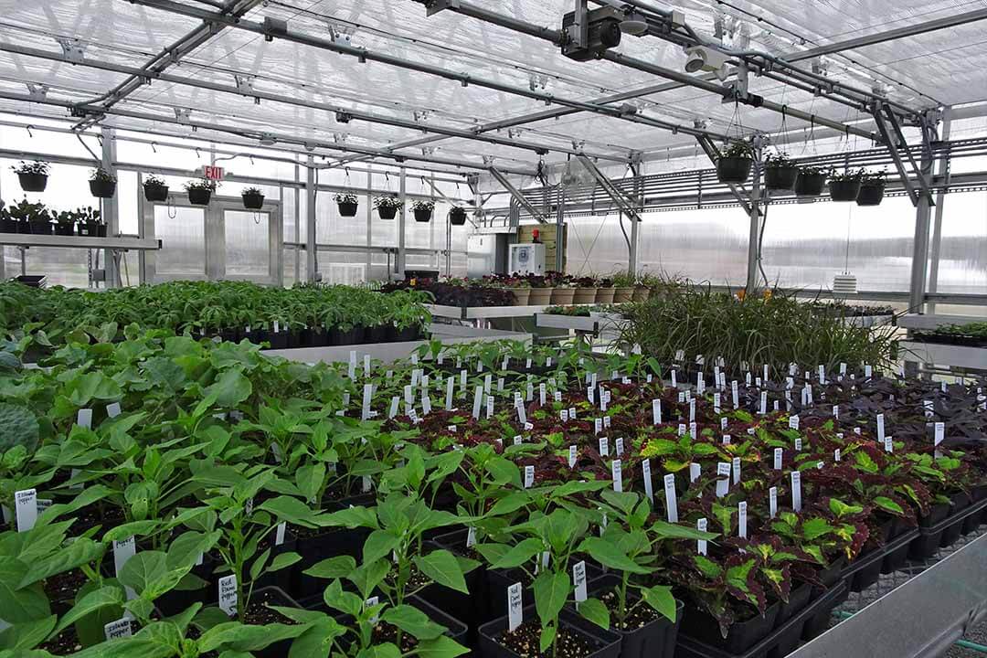 پرسودترین گیاهان دارویی گلخانه ای