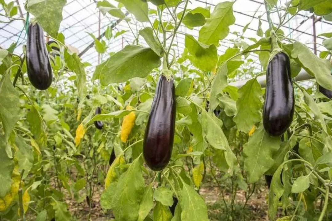 گلخانه بادمجان سیاه