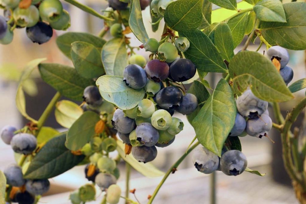 گلخانه برای کشت انواع میوه