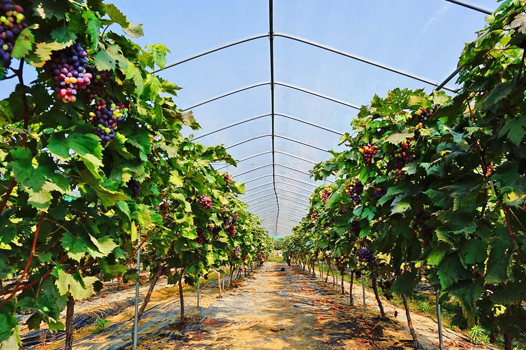 گلخانه برای کشت انگور