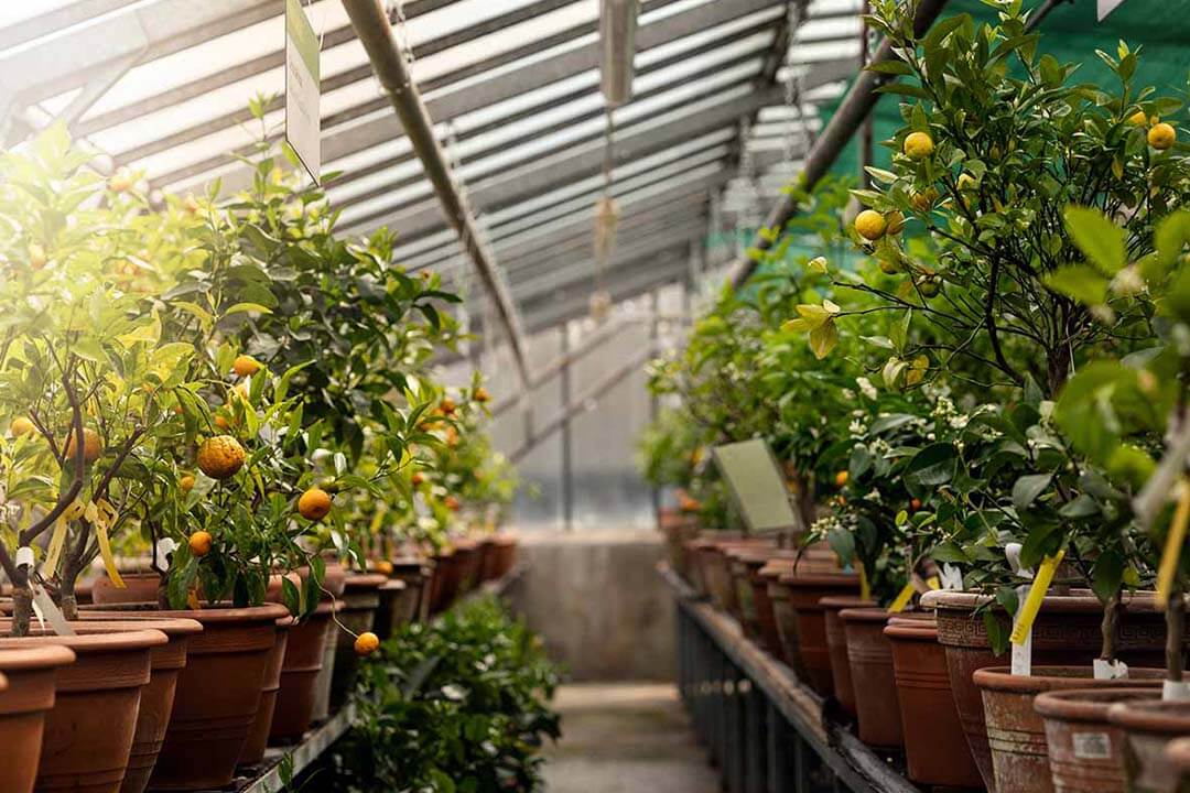 گلخانه برای کشت میوه های استوایی