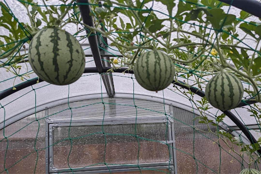 گلخانه برای کشت هندوانه