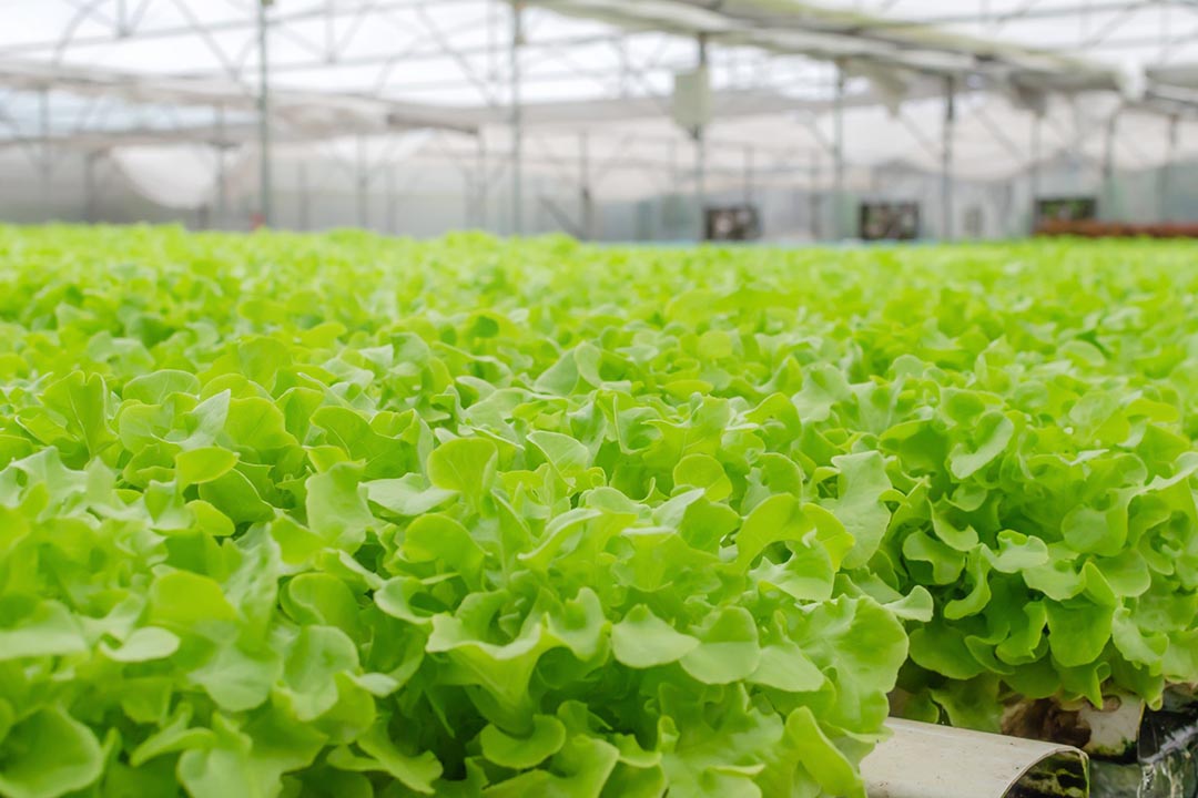 گلخانه سبزیجات