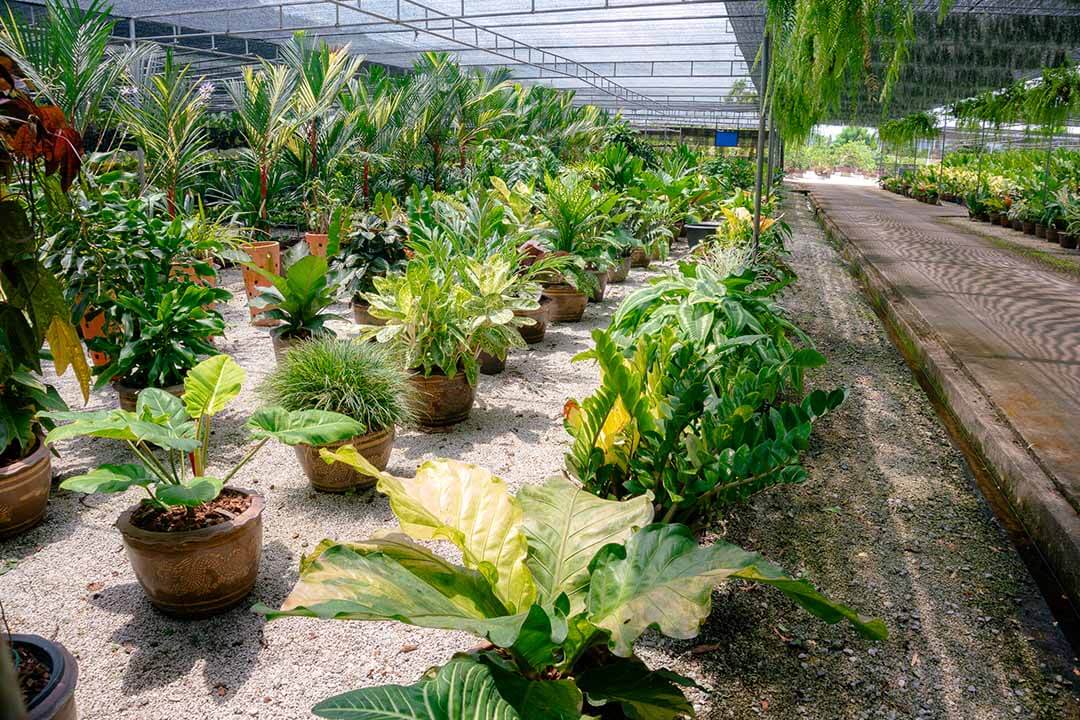 گلخانه پرورش گیاهان آپارتمانی