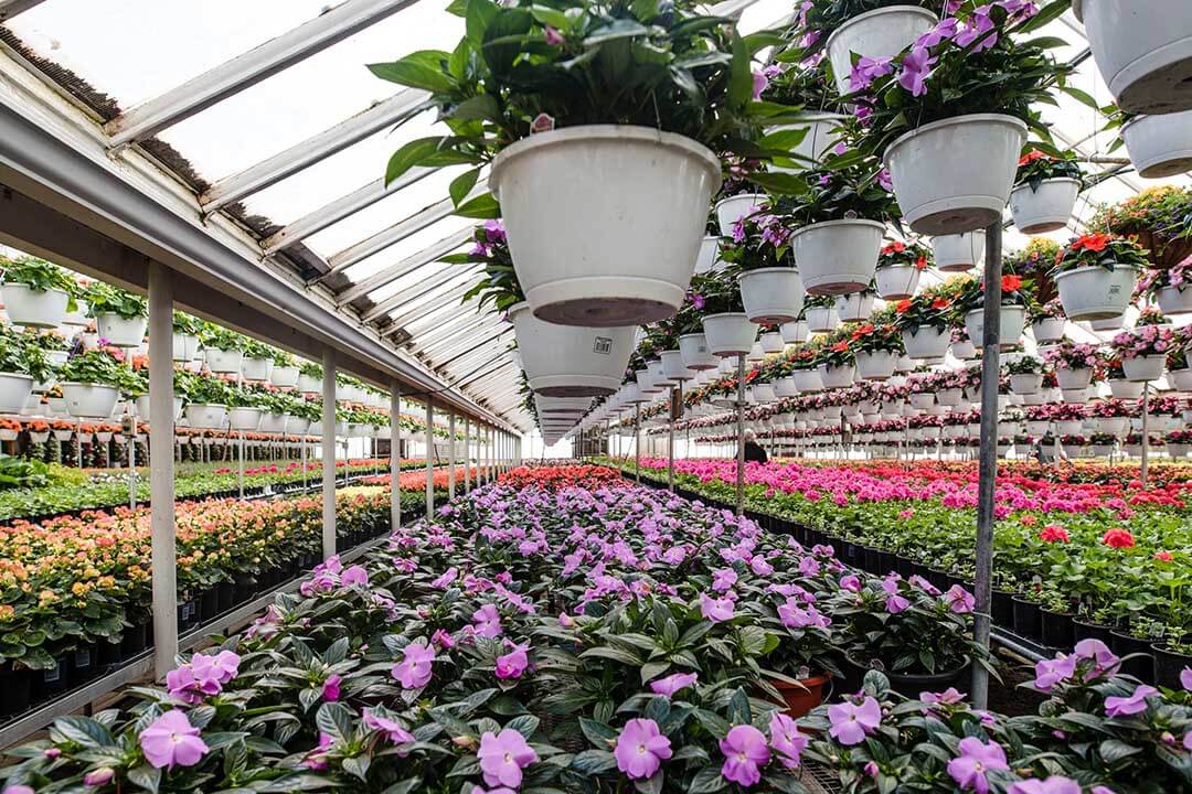 گلخانه گل شاخ بریده