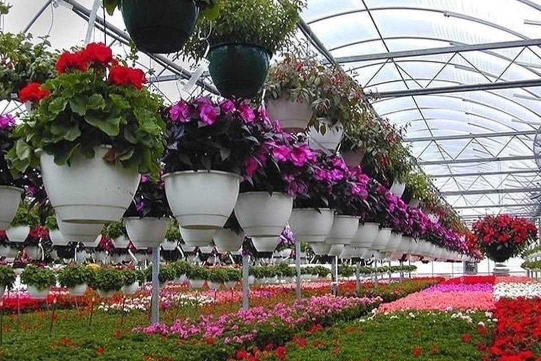 گلخانه گل های زینتی گلدانی