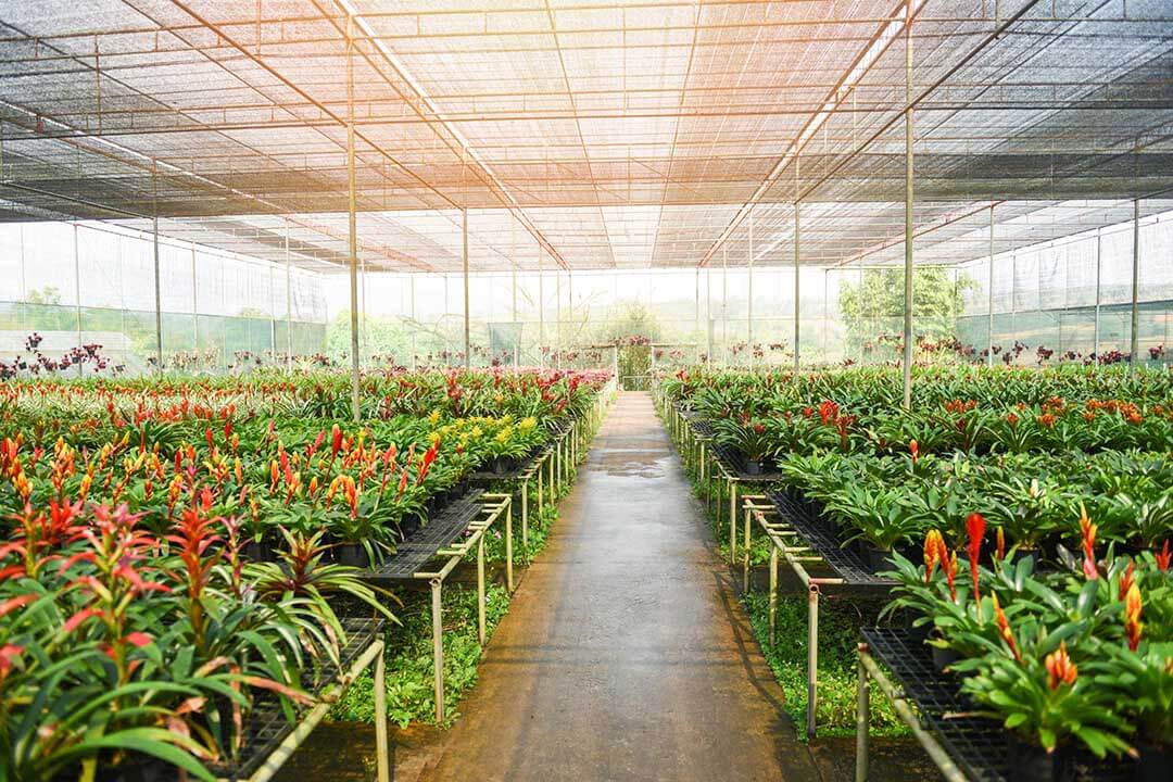 گلخانه گل گلدانی