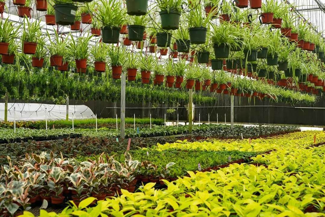 گلخانه گیاهان آپارتمانی