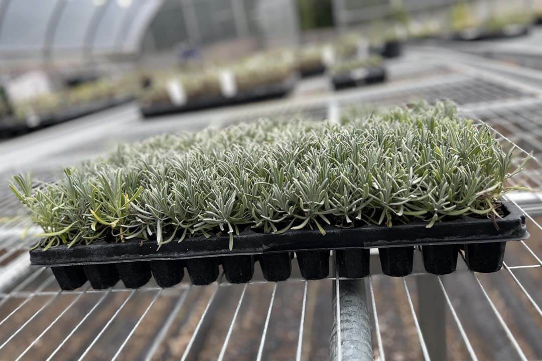 گلخانه گیاهان دارویی