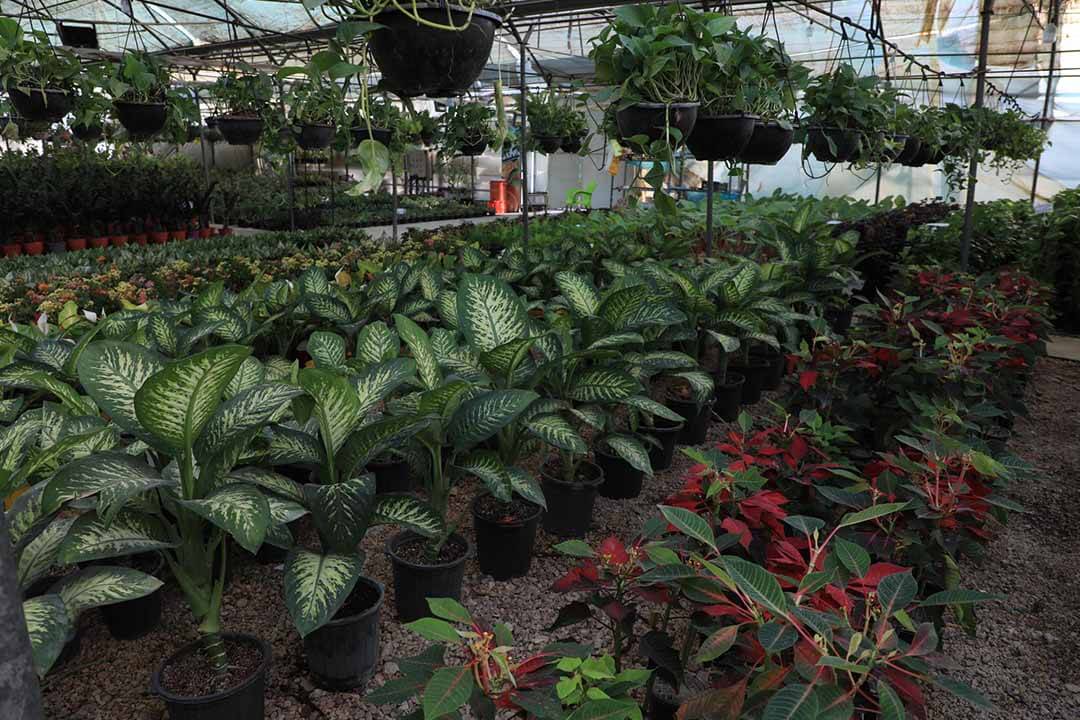 گلخانه گیاهان زینتی آپارتمانی