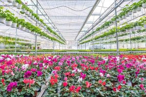 گلخانه گیاهان زینتی و گل