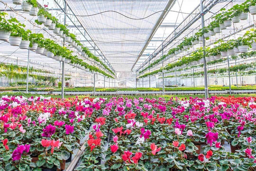گلخانه گیاهان زینتی و گل