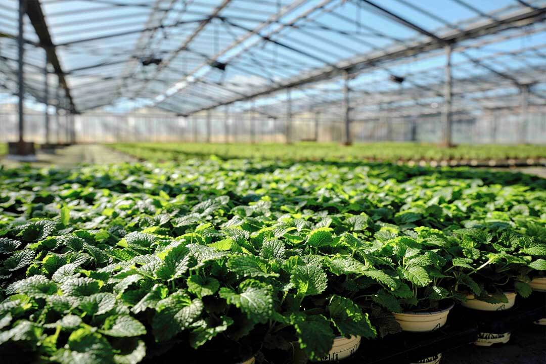 گلخانه‌ اختصاصی برای گیاهان دارویی