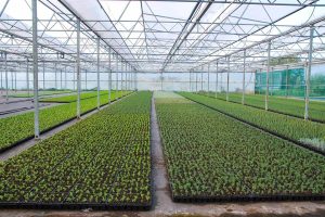 گلخانه‌ گیاهان دارویی و قارچ