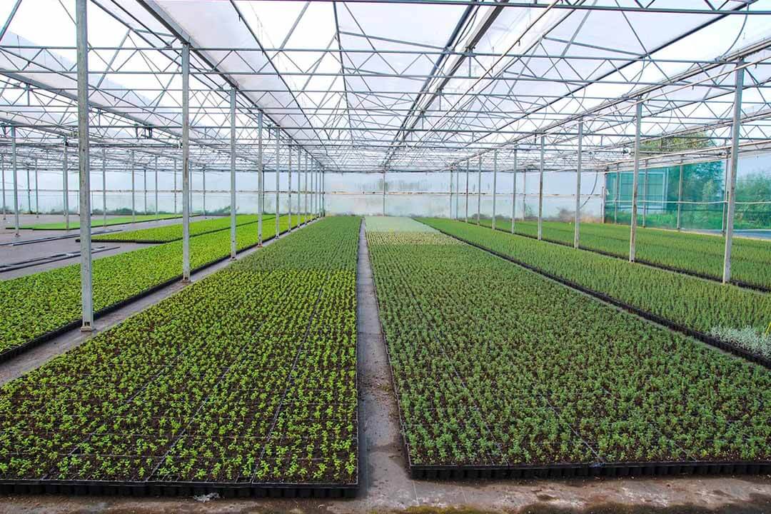 گلخانه‌ گیاهان دارویی و قارچ